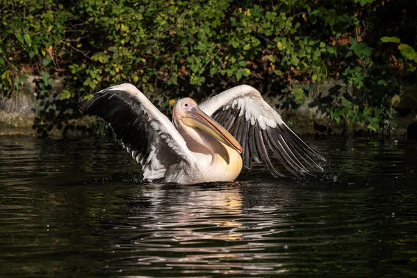 Большой белый пеликан, Pelecanus onocrotalus в зоопарке — стоковое фото