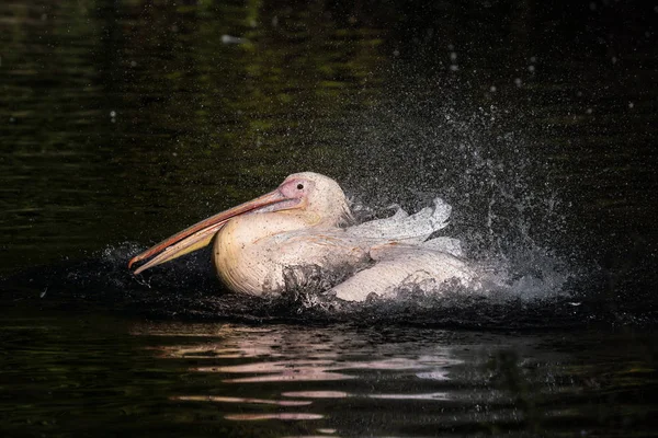 Weißpelikan, Pelecanus onocrotalus im Zoo — Stockfoto