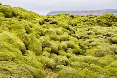 Izlanda 'daki Vik yakınındaki Mossy Lava Fields