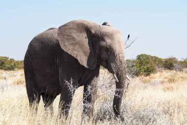 Afrika Fili, Loxodonta Africana in Etosha Ulusal Parkı, Namibya
