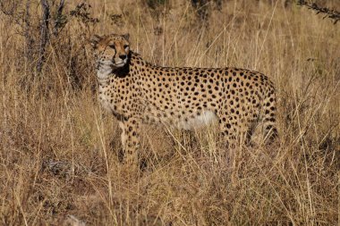 Cheetah, Acinonyx jubatus Namibya Afrika'da bir oyun sürücü de
