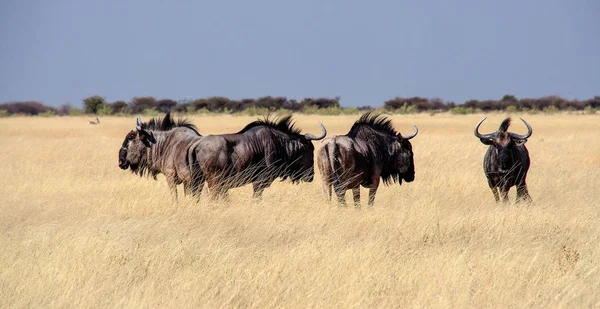 Blue wildebeest in Etosha National Park, Namibia. — Stock Photo, Image