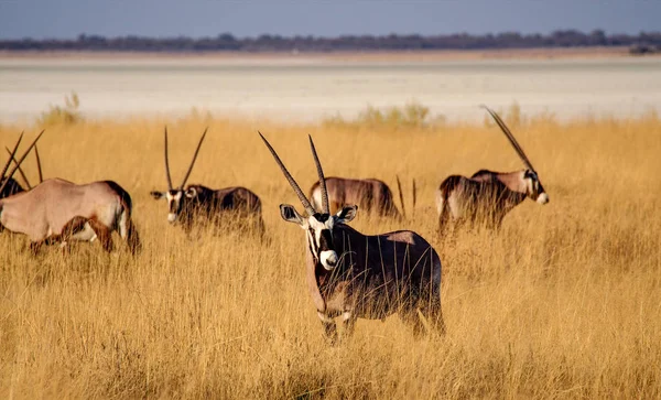 Oryx in der Savanne des Etoscha-Nationalparks in Namibia — Stockfoto