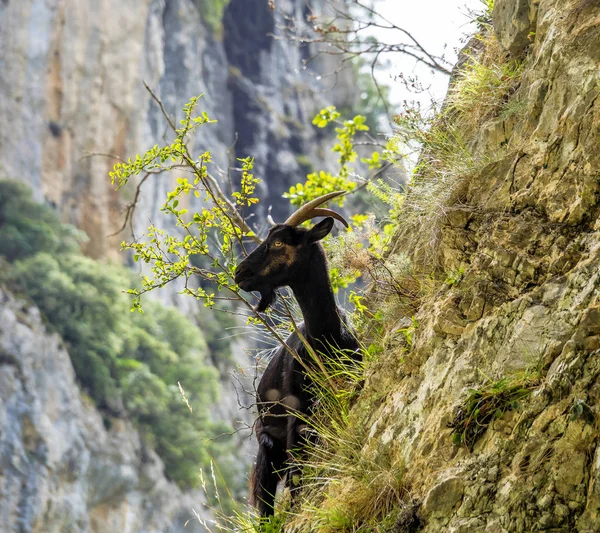 Horská koza v pohoří Picos de Europa, Španělsko — Stock fotografie