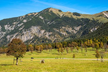 akçaağaç, Ahornboden, Karwendel'de Dağları, Tyrol, Avusturya
