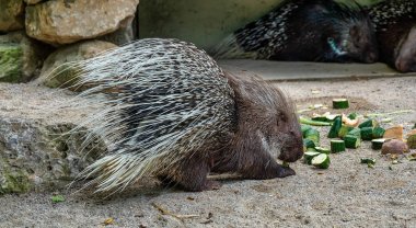Hint oklu kirpi, Alman bir hayvanat bahçesi Hystrix indica