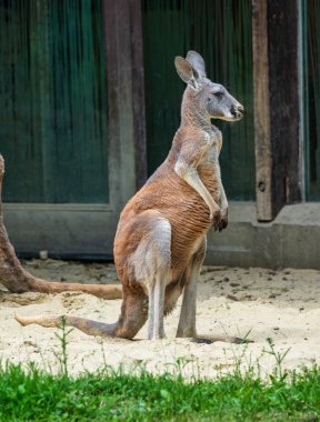 Kırmızı kanguru, Macropus rufus Alman bir hayvanat bahçesi