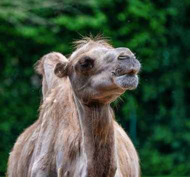 Bactrian deve, Camelus bactrianus Alman bir hayvanat bahçesi