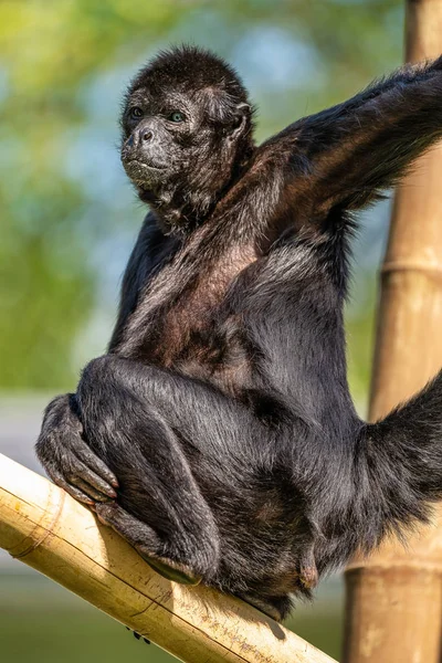 Ateles fusciceps es una especie de mono araña de la familia Atelidae. — Foto de Stock