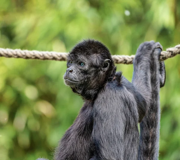 Ateles fusciceps es una especie de mono araña de la familia Atelidae. — Foto de Stock