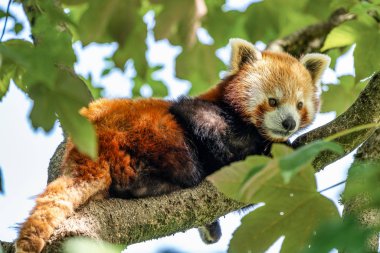 Red panda, Ailurus fulgens, küçük panda olarak da bilinir.