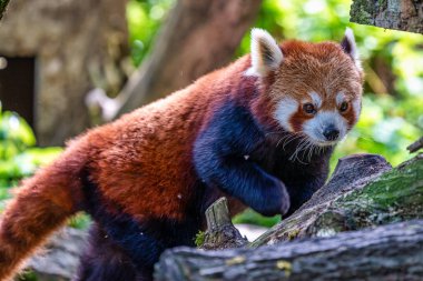 Red panda, Ailurus fulgens, küçük panda olarak da bilinir.