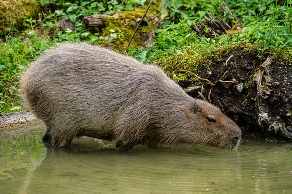 Capybara, Hydrochoerus hydrochaeris grazende op vers groen gras — Stockfoto