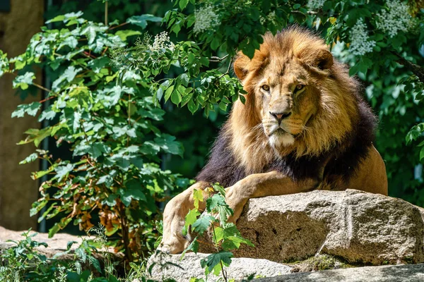 Lev, Panthera leo je jedním ze čtyř velkých koček rodu Panthera — Stock fotografie