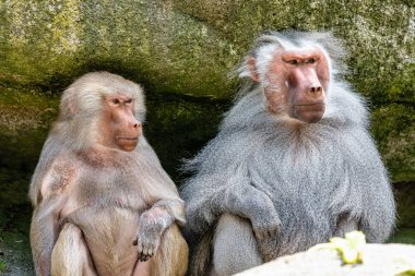 Hamadryas babunu, Papio hamadryas babunu familyasından bir