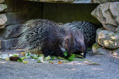 Hint oklu kirpi, Alman bir hayvanat bahçesi Hystrix indica