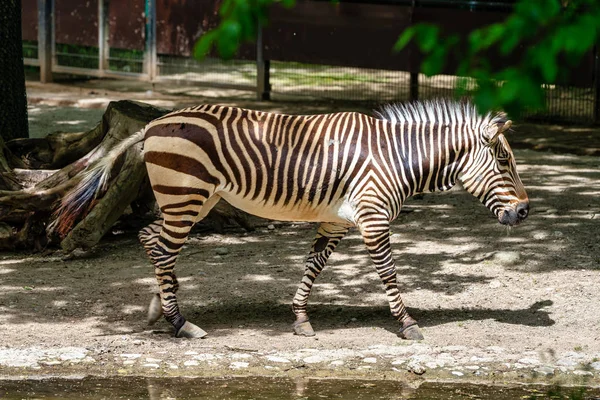 Hartmanns Mountain Zebra, Equus zebra hartmannae. Zagrożona zebra — Zdjęcie stockowe