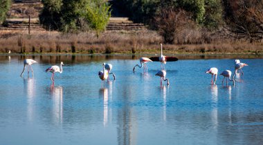 Büyük Flamingolar Içinde Lagoon Fuente de Piedra, Endülüs, İspanya
