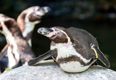 Humboldt pengueni, Spheniscus humboldti Hayvanat Bahçesi