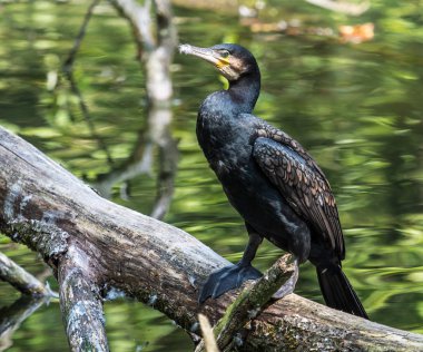 Büyük karabatak, Phalacrocorax carbo onun tüyleri kurutma.