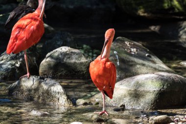 Kızıl aynak Eudocimus ruber. Yaban hayatı hayvan hayvanat bahçesi