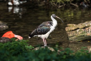 Saman boyunlu aynak Threskiornis spinicollis Hayvanat Bahçesi