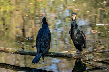 Büyük karabatak, Phalacrocorax carbo onun tüyleri kurutma.