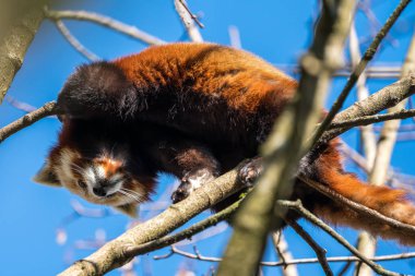 Red panda, Ailurus fulgens, küçük panda olarak da bilinir.