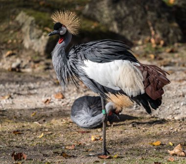 Siyah taç Crane, Balearica pavonina Hayvanat Bahçesi