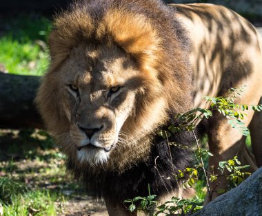 Aslan, Panthera leo cins Panthera dört büyük kedilerde biridir