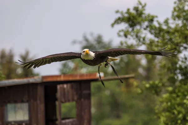 Águila calva voladora. haliaeetus leucocephalus en un parque — Foto de Stock