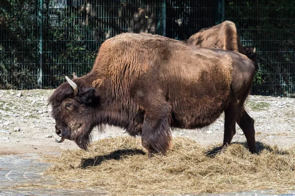 Búfalo americano conocido como bisonte, Bos bisonte en el zoológico — Foto de Stock