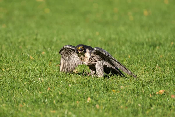 Le faucon pèlerin, Falco peregrinus. Les animaux les plus rapides au monde . — Photo