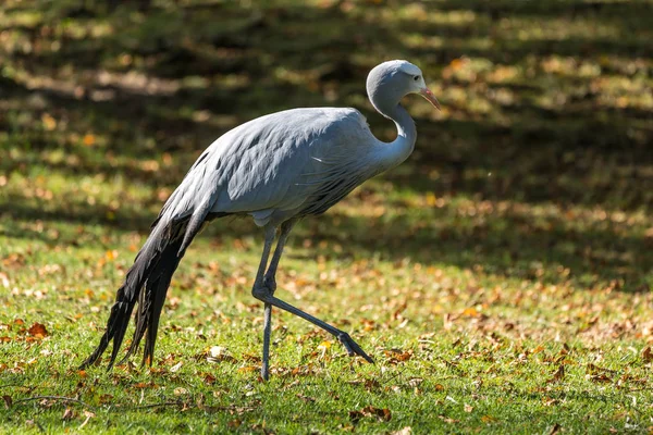 Blue Crane, Grus paradisea, jest zagrożonych ptaków — Zdjęcie stockowe