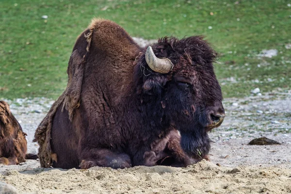 Búfalo americano conocido como bisonte, Bos bisonte en el zoológico — Foto de Stock