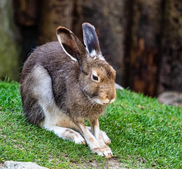 Fjäll hare, Lepus timidus, även känd som den vita haren. — Stockfoto