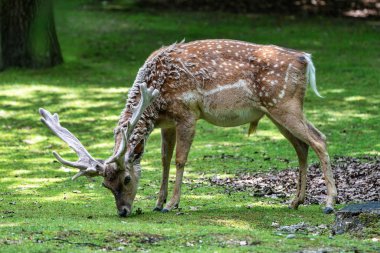 Nadas geyik, dama mesopotamica bir ruminant memelisidir