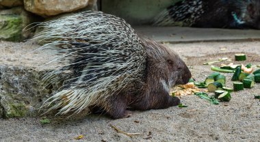 Hint oklu kirpi, Alman bir hayvanat bahçesi Hystrix indica