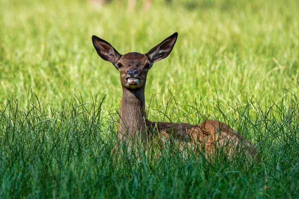 Roe Deer, Capreolus capreolus vive principalmente na Alemanha e França — Fotografia de Stock