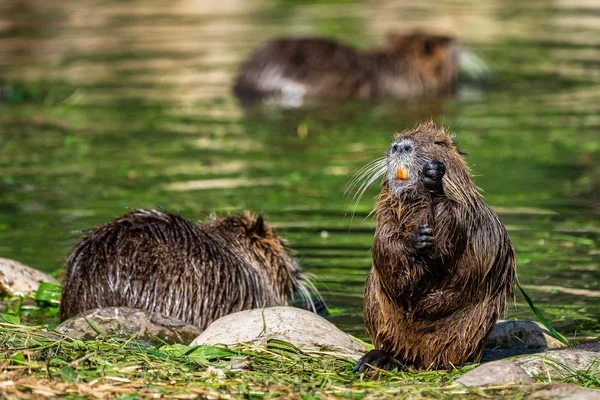 Nehir faresi veya eğitimin olarak da bilinen coypu, Myocastor adatavşanları, — Stok fotoğraf