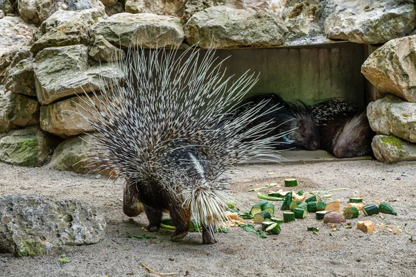 Індійська чубата дикобраза Неперевірена indica в німецьких зоопарк — стокове фото