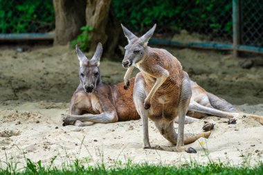 Kırmızı kanguru, Macropus rufus Alman bir hayvanat bahçesi