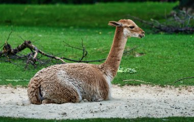 Vicunas, vicugna vicugna, Lama 'nın akrabaları