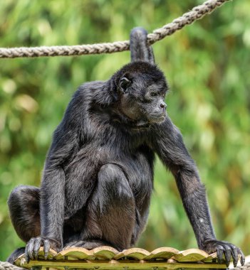 Siyah kafalı örümcek maymun, Ateles fusciceps örümcek maymun türüdür