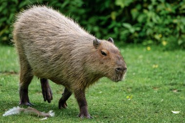 Capybara, Hidrochoerus hidrochaeris taze yeşil çim üzerinde otlatma