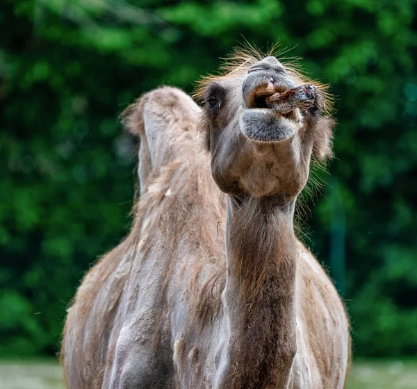 Bactrian camel, Camelus bactrianus w niemieckich zoo — Zdjęcie stockowe