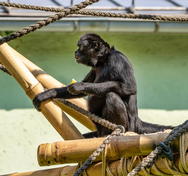 Ateles fusciceps es una especie de mono araña de la familia Atelidae. — Foto de Stock