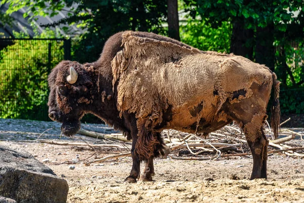 Búfalo americano conocido como bisonte, Bos bisonte en el zoológico — Foto de Stock