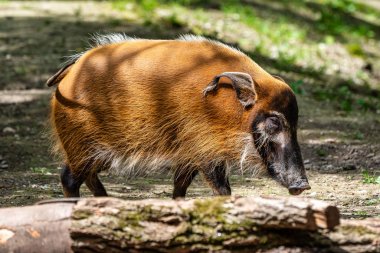 Kızılırmak domuz, Potamochoerus porcus, olarak da bilinen bush domuz.