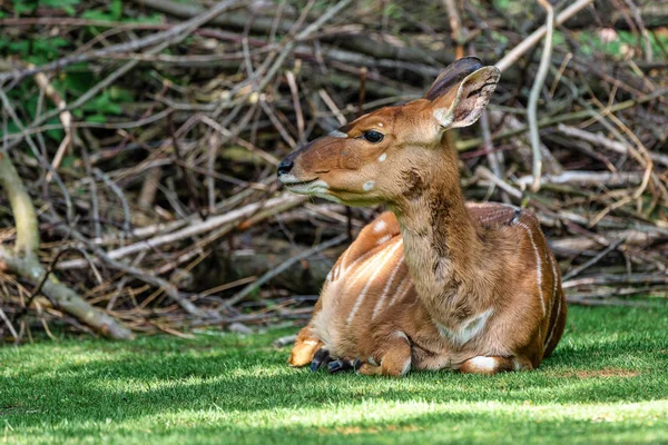 Nyala антилопа - Tragelaphus angasii. Дике життя тварин. — стокове фото